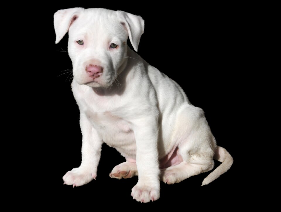 Dog pit bull pitbull
