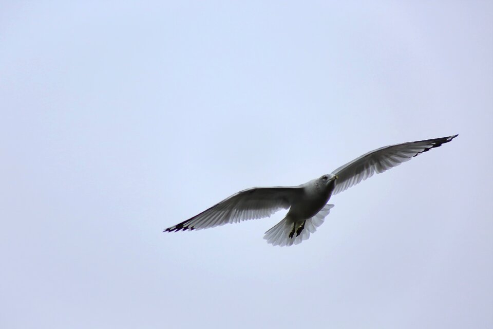 Animal wildlife flight