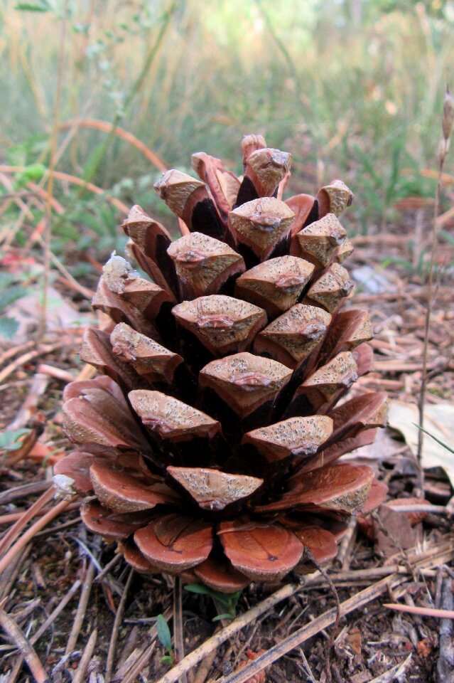 Cone forest tour