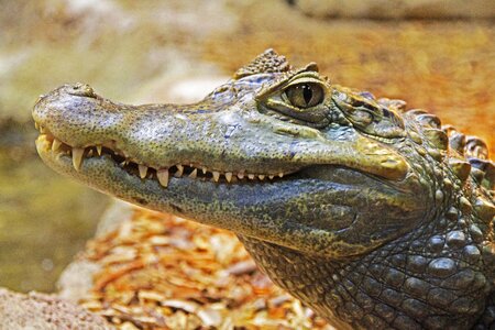 Close scary animal