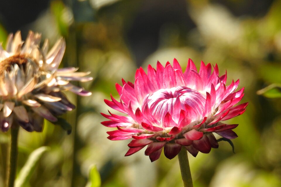 Nature garden petals