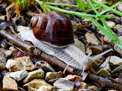 Shell mollusk reptile