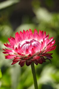 Nature garden petals