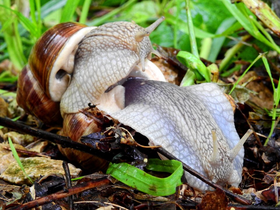 Shell mollusk reptile