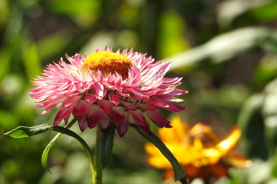 Nature garden petals
