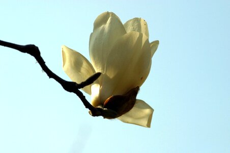 Flowers magnolia flower spring photo