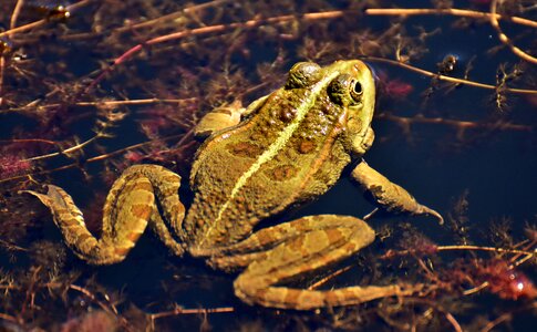 Water frog frog pond high