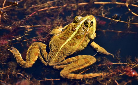 Water frog frog pond high photo