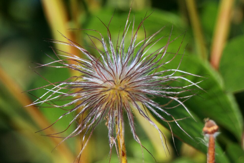 Silvery hairy delicate hairs