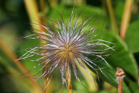 Silvery hairy delicate hairs photo