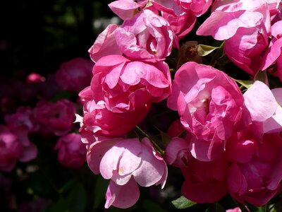 Pink petals bright