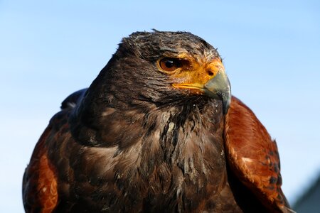 Wild hawk wildlife photo