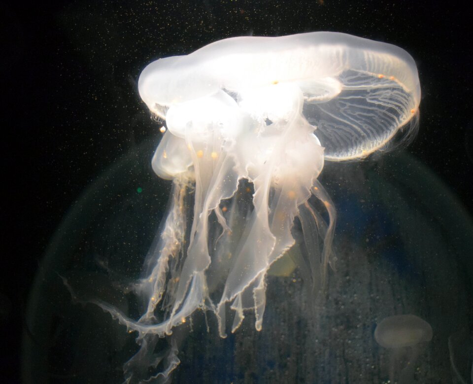 Qallen aquatic animals nettles