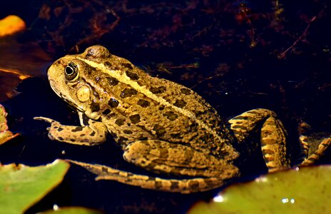 Water frog frog pond high