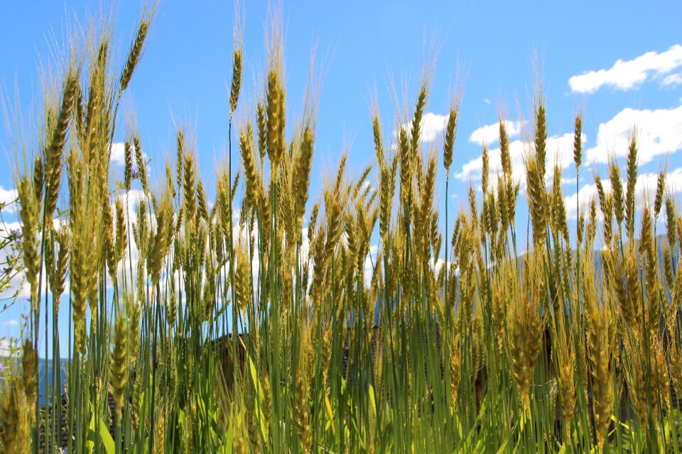 Cereals wheat cornfield