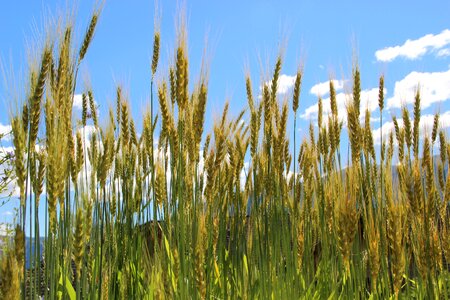 Cereals wheat cornfield