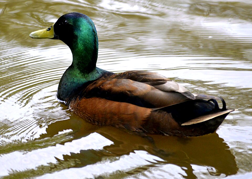 Water bird swim nature photo