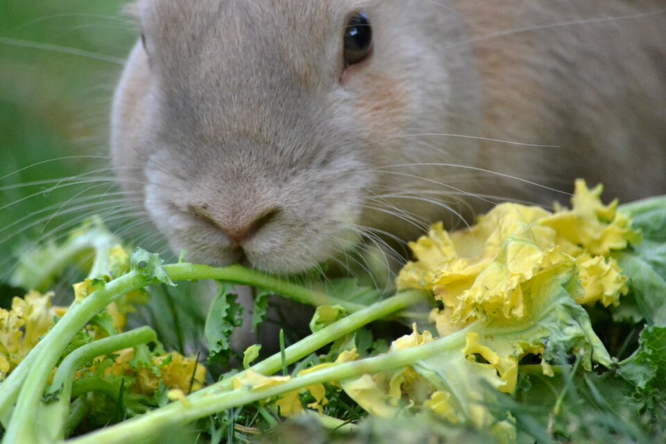 Food nutrition raw