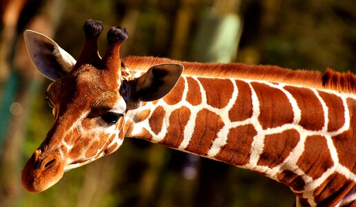 Animal animal portrait tierpark hellabrunn photo