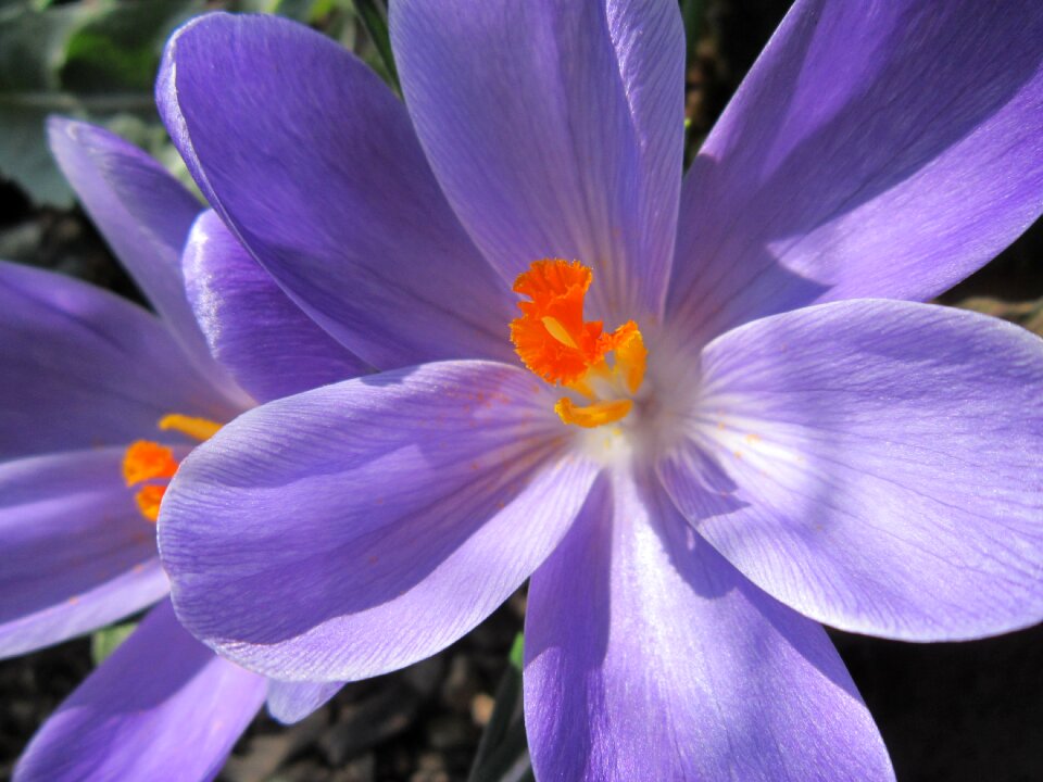 Bloom frühlingsanfang spring