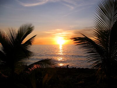 Sunset caribbean palm trees photo