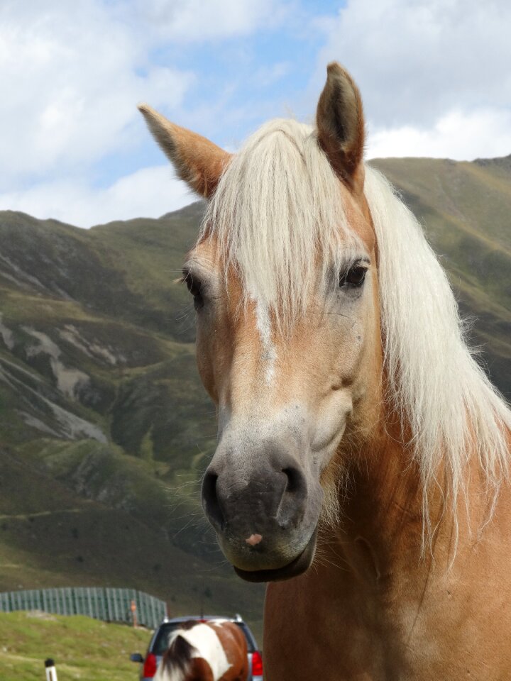 Mare animal mammal