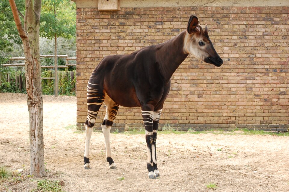 Zoo mammal africa