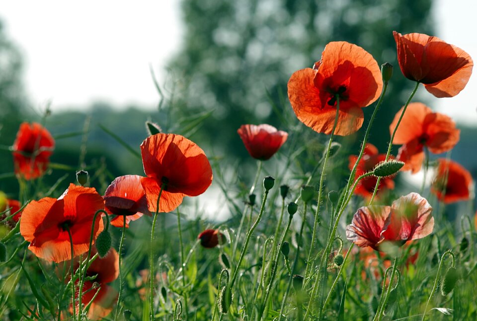 Flowers meadow grass