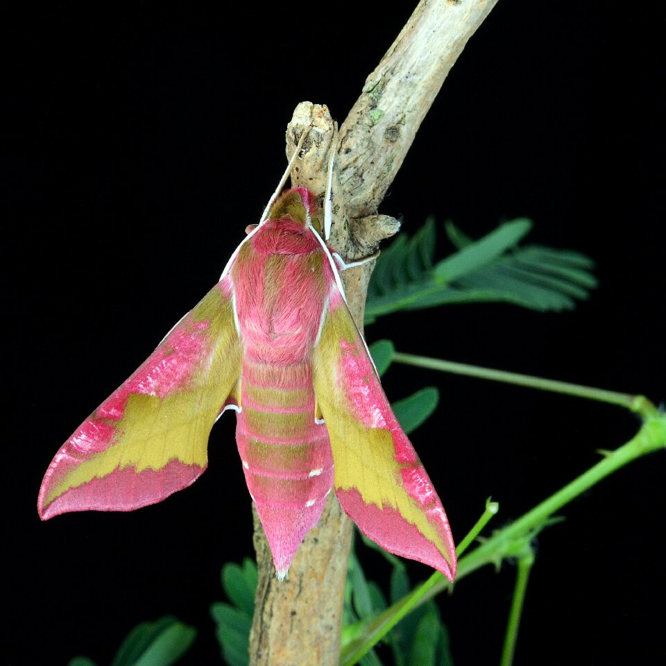 British nature insect