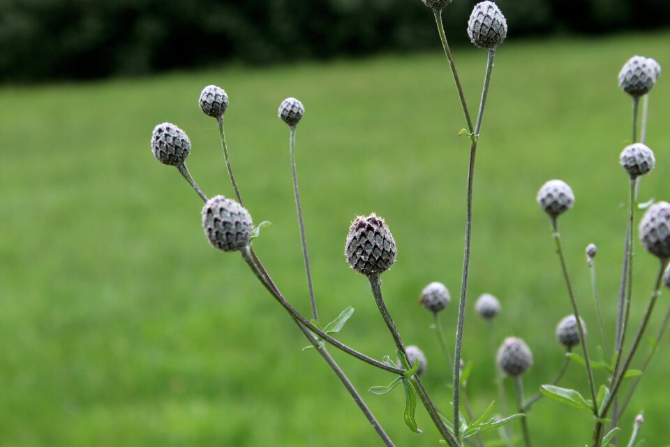 Summer plants landscape