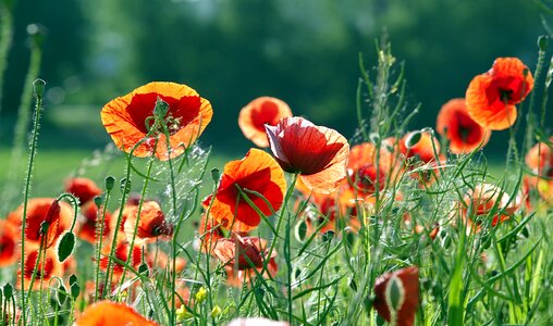 Flowers meadow grass photo