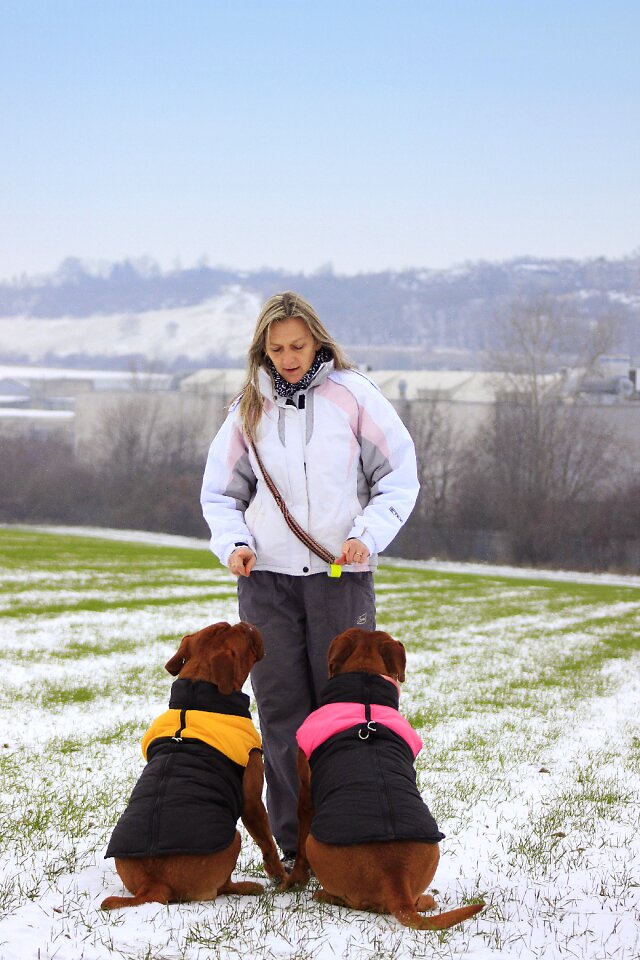Dogue white mastiff