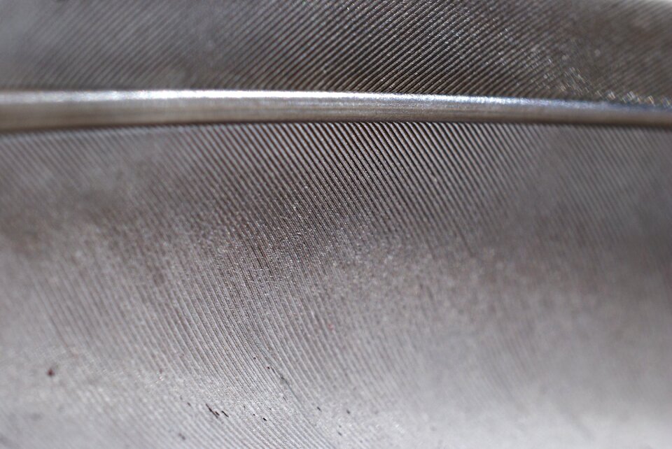 Grey pigeon feather