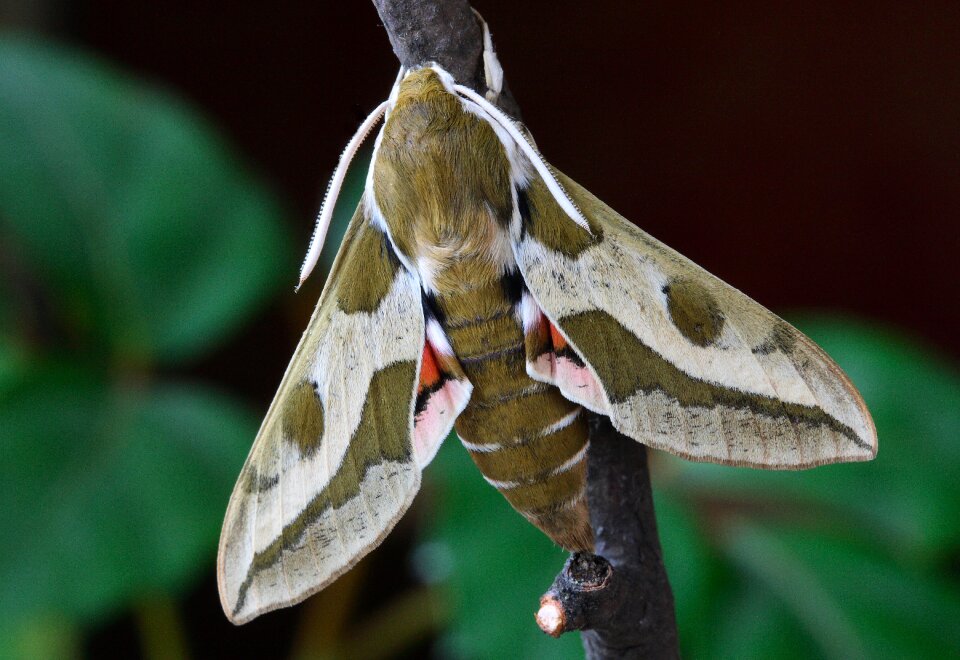British nature insect