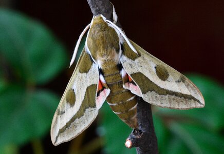British nature insect
