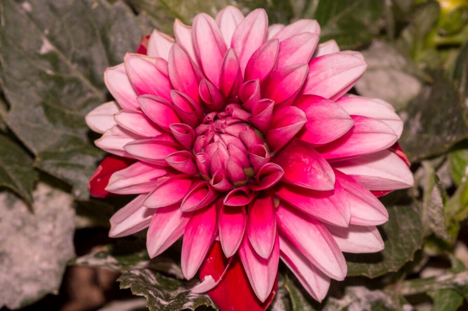 Pink flower dalia bicolor