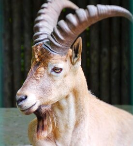 Mammal goatee goat-like