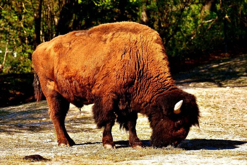 Animal world nature tierpark hellabrunn