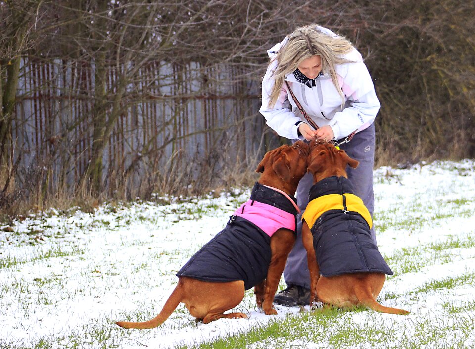Dogue white mastiff