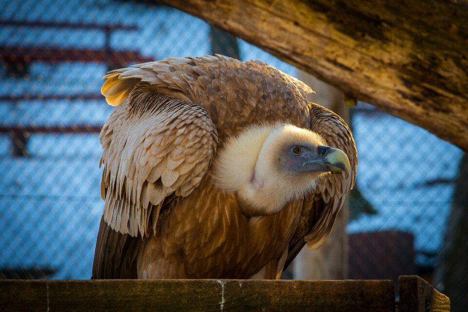 Raptor falconry scavengers