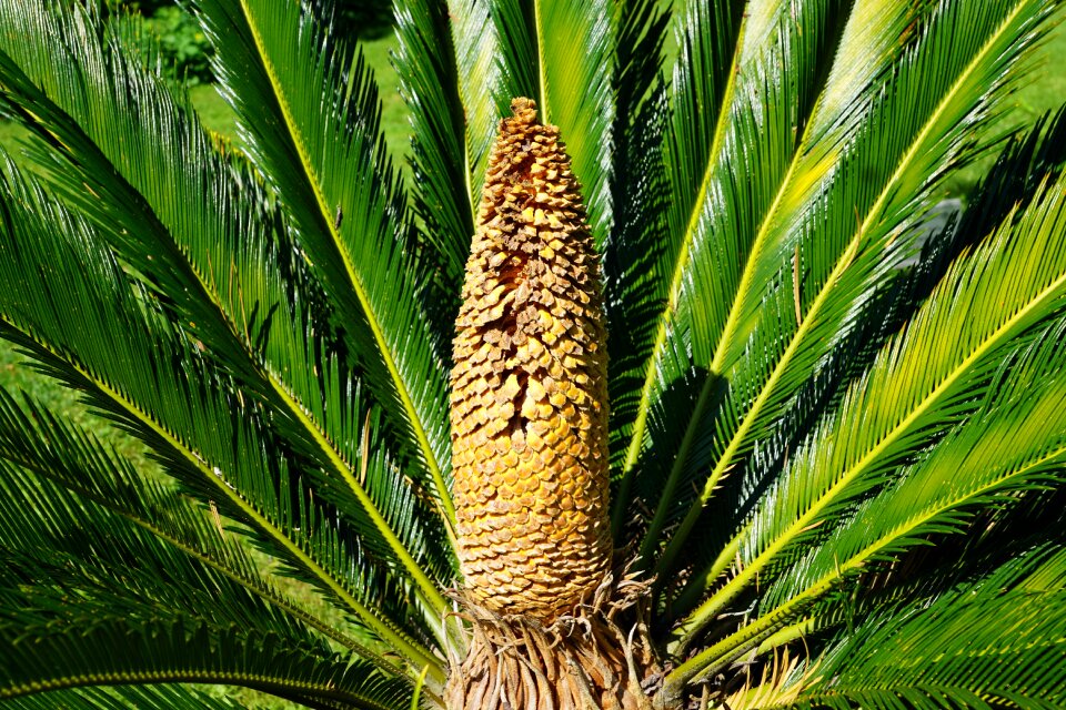 Botanical garden überlingen spring