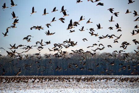 Snow migratory birds swarm photo