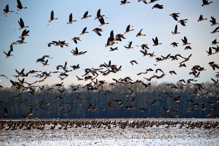 Snow migratory birds swarm