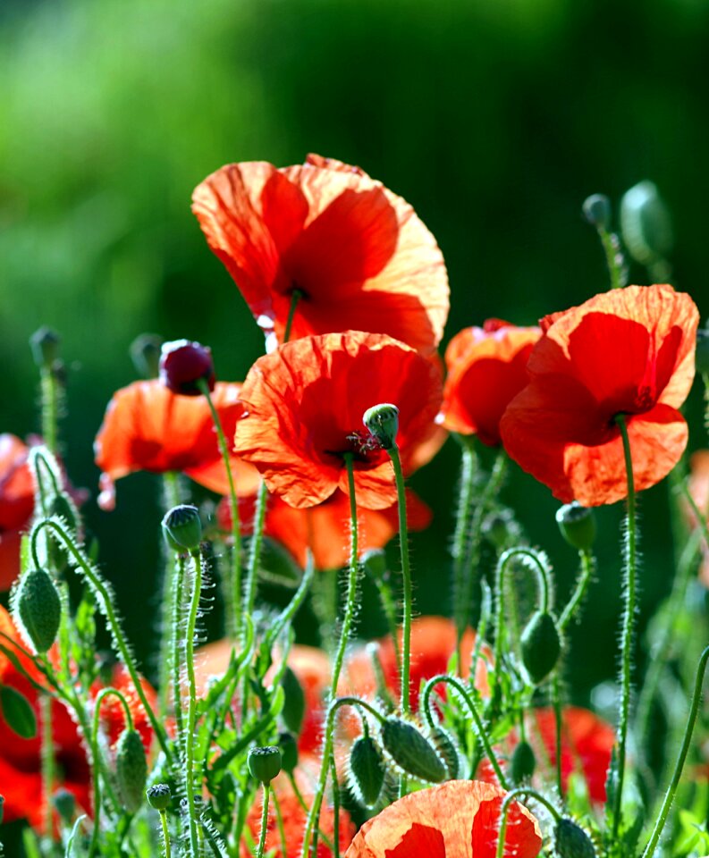 Flowers meadow grass photo