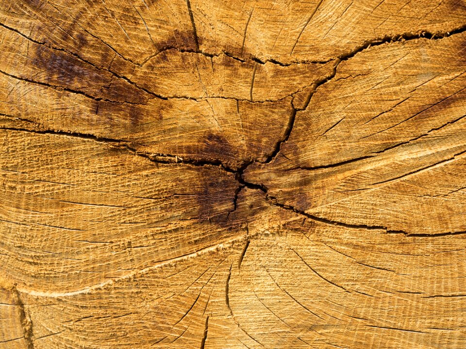 Texture annual rings grain