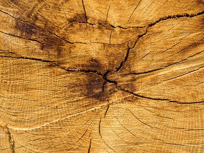 Texture annual rings grain