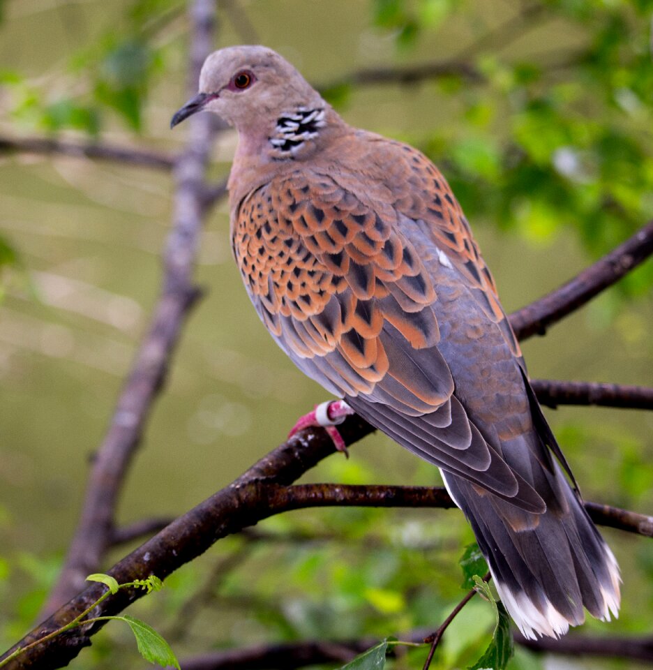Tree roosting ornithology