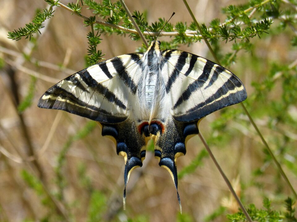 Machaon beauty detail