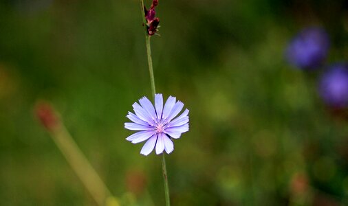 Delicate nature petals