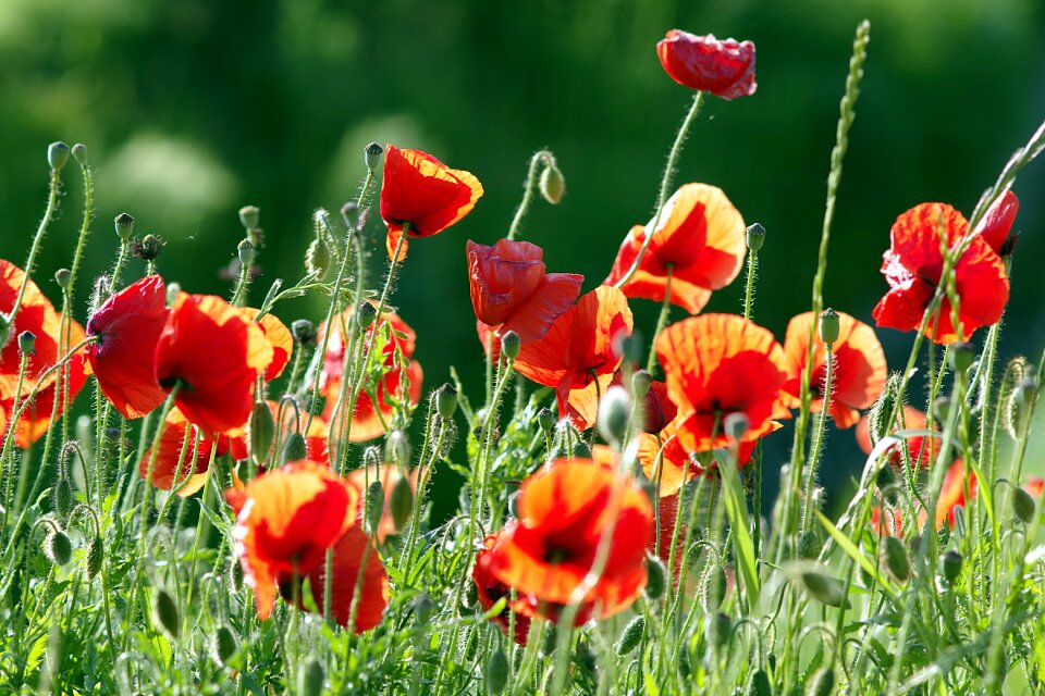 Flowers meadow grass